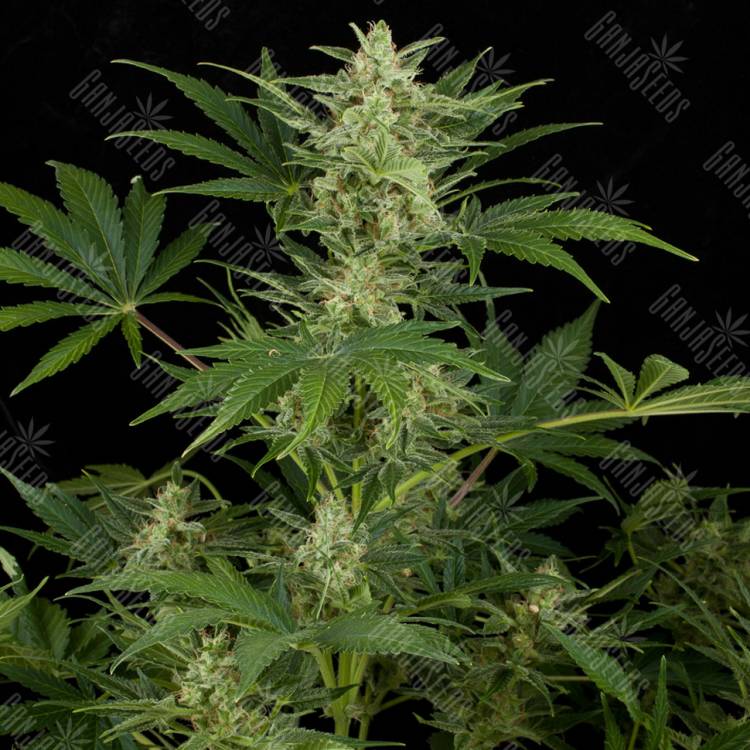 заказ семян конопли Auto Critical Jack feminised Dinafem Seeds