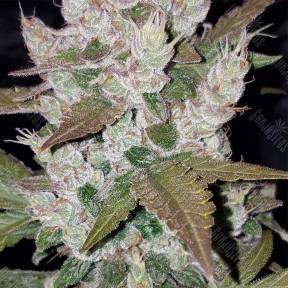 Auto Girl Scout Cookies feminised Fast Buds