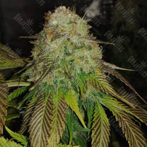 Sour Diesel #2 feminised Humboldt Seeds