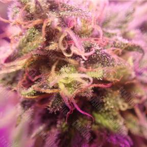 Special Queen 1 feminised Royal Queen