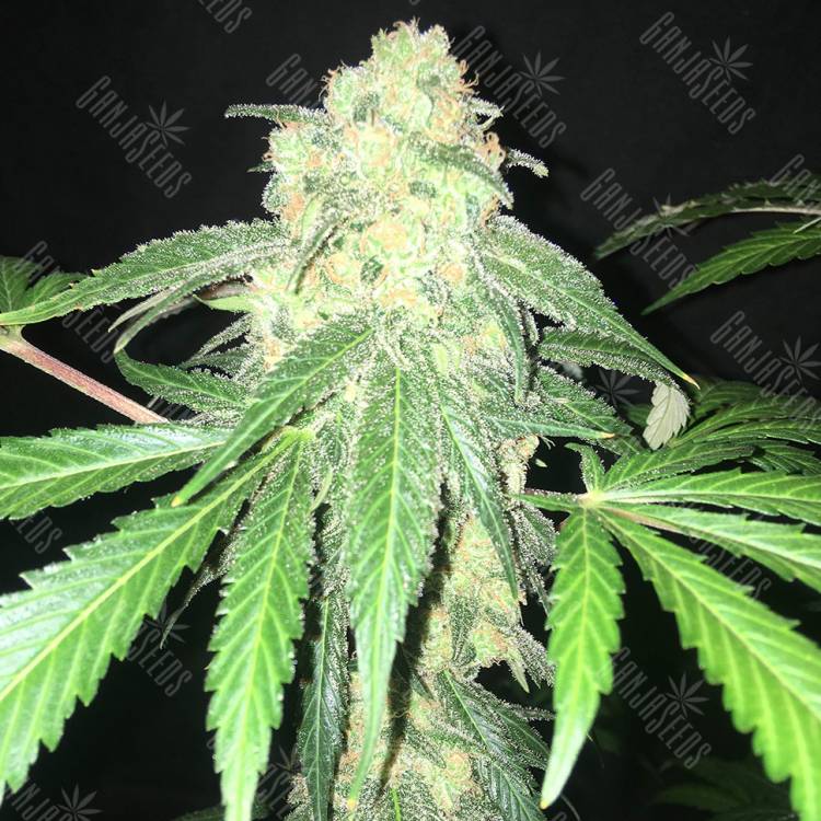 семена конопли медицинской S.A.D. Sweet Afgani Delicious CBD feminised Sweet Seeds
