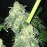 семена конопли феминизированные S.A.D. Sweet Afgani Delicious CBD feminised Sweet Seeds