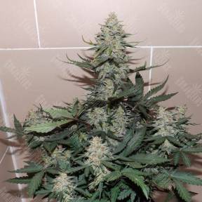Auto Sweet Trainwreck feminised Ganja Seeds