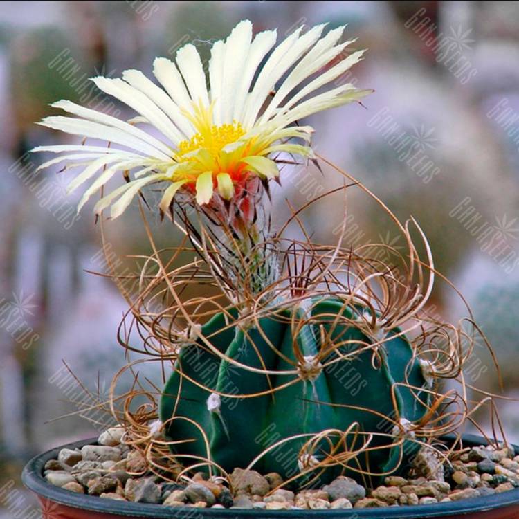 Семена кактуса Astrophytum senile var. aureum P 289