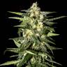 Auto Kronos feminised GanjaVIP Seeds