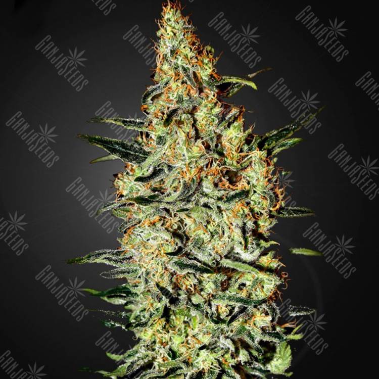 семена конопли для посадки купить Neville's Haze feminised Green House Seeds