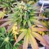 Orange Bud feminised Dutch Passion Seeds