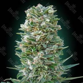 Auto Heavy Bud feminised Advanced Seeds