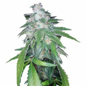 The OG #18 x Skunk (O.G. Skunk) regular DNA Genetics