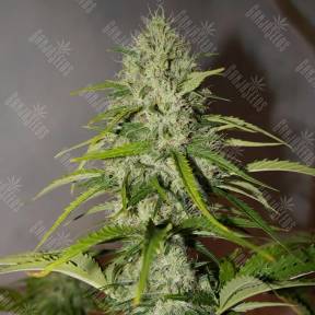 Auto Grapefruit feminised Fast Buds