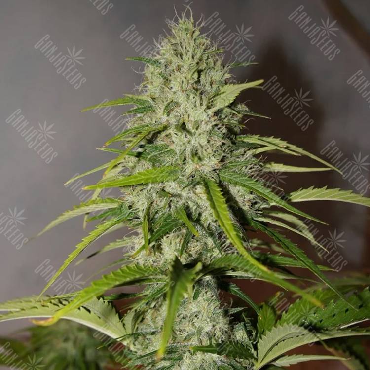 купить семена конопли Auto Grapefruit feminised Fast Buds