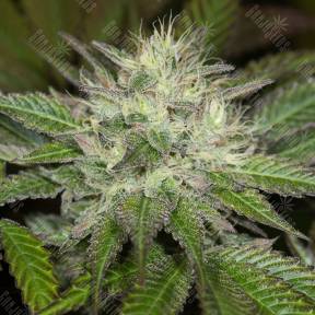 Sapphire OG feminised Humboldt Seeds