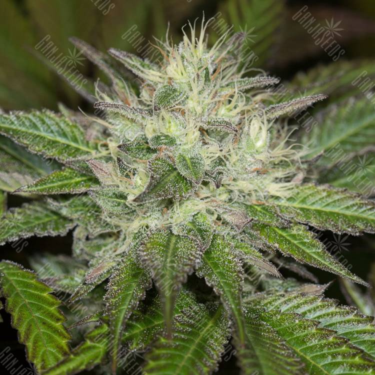 семена конопли в интернете Sapphire OG feminised Humboldt Seeds