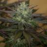 мощные семена конопли Sapphire OG feminised Humboldt Seeds