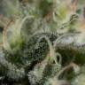 семена конопли интернет магазин Sapphire OG feminised Humboldt Seeds