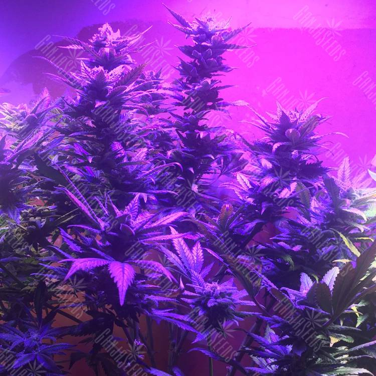 где можно заказать семена конопли Blue Mystic feminised Nirvana Seeds