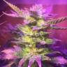 семена индийской конопли Blue Mystic feminised Nirvana Seeds
