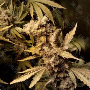 Original White Widow feminised Paradise Seeds