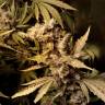 семена конопли в России Original White Widow feminised Paradise Seeds