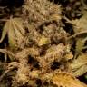 семена конопли для посадки купить Original White Widow feminised Paradise Seeds