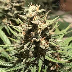 White Widow feminised Royal Queen