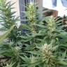 семена сортовой конопли S.A.D. Sweet Afgani Delicious F1 Fast Version feminised Sweet Seeds