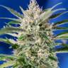 Семена марихуаны Auto Crystal Candy feminised Ganja Seeds