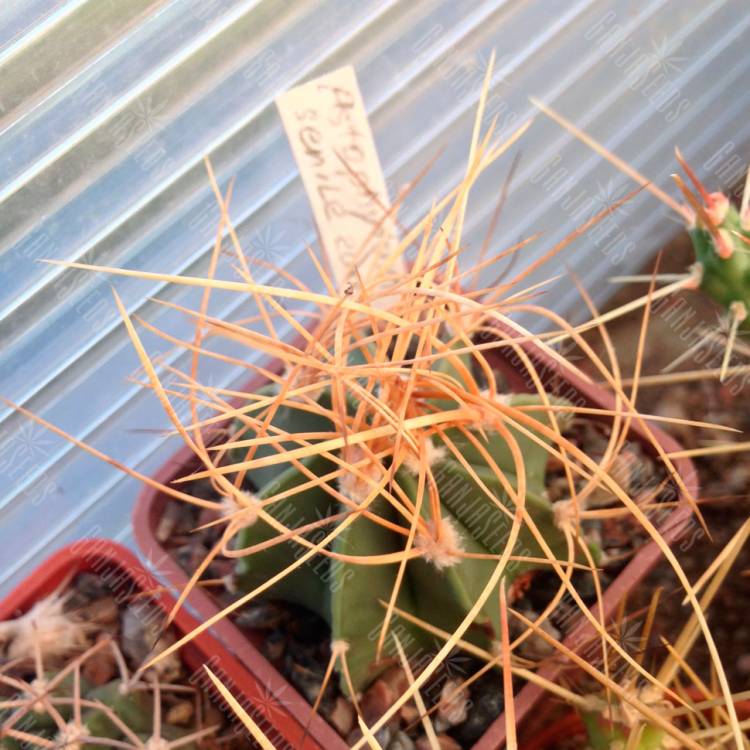 Семена кактусов Astrophytum senile var. aureum