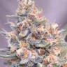 Gorilla Girl feminised Ganja Seeds