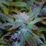 семена конопли для курения Green House Thai feminised
