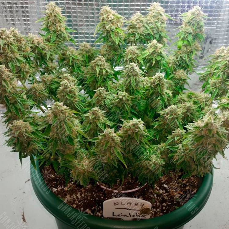 Auto Magik feminised GanjaVIP Seeds