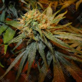 Hawaiian Snow feminised Green House Seeds