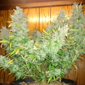 Auto Northern Lights CBD feminised Ganja Seeds