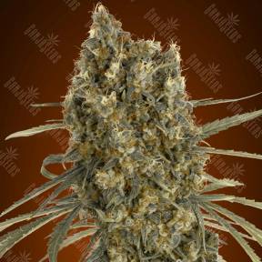 Auto Jack Herer feminised Advanced Seeds