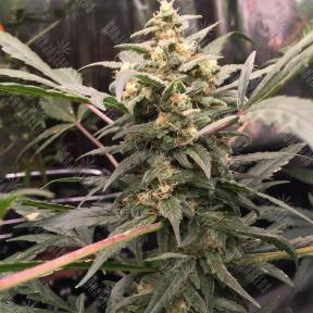 Auto Green Crack feminised Fast Buds