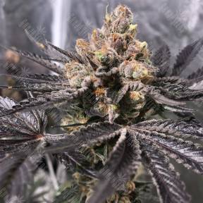 Sapphire Scout feminised Humboldt Seeds