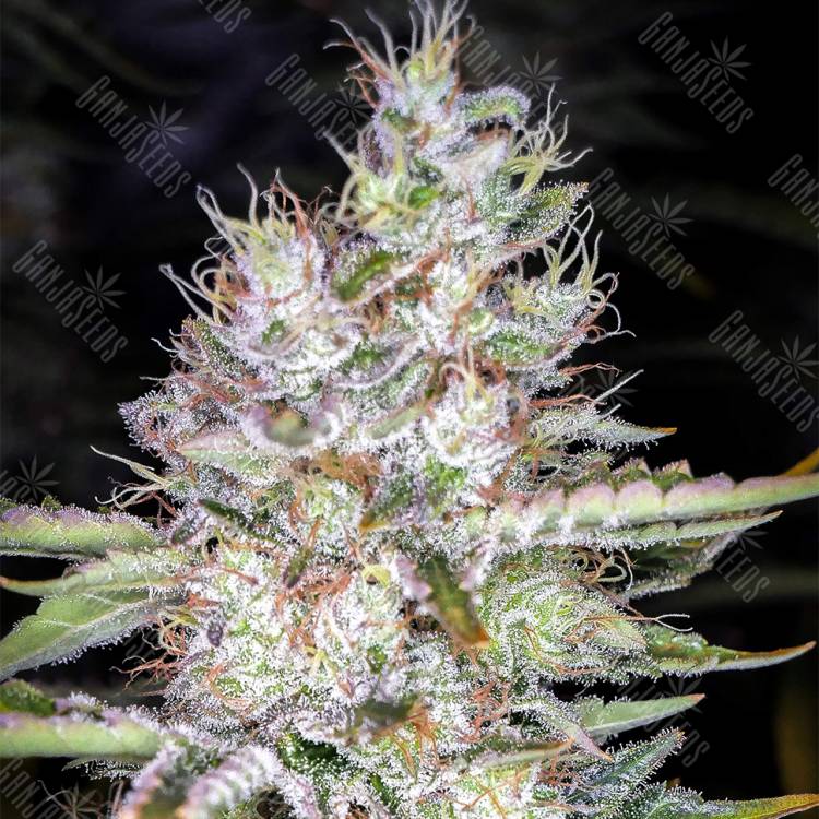 семена конопли недорого Tutankhamon feminised Pyramid Seeds