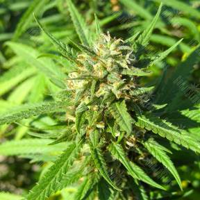 San Fernando Lemon Kush feminised Sweet Seeds