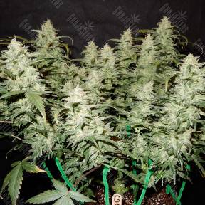 Auto Gorilla Glue CBD feminised Ganja Seeds