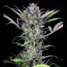 семена конопли польза Auto Gorilla Glue CBD feminised Ganja Seeds