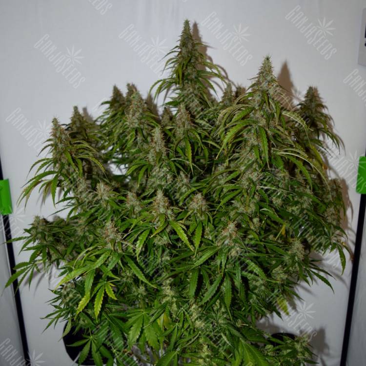 Auto Namor feminised GanjaVIP Seeds