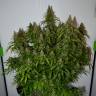 Auto Namor feminised GanjaVIP Seeds