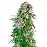 Auto Namor feminised GanjaVIP Seeds