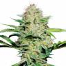 Auto Namor feminised GanjaVIP Seeds
