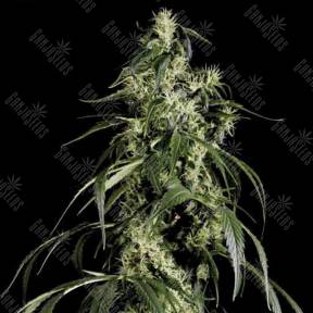 Arjan's Haze 1 feminised Green House Seeds