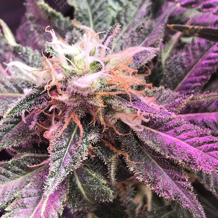 Blue Hash feminised Dinafem Seeds