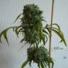 мощные семена конопли Kali Mist regular Ganja Seeds