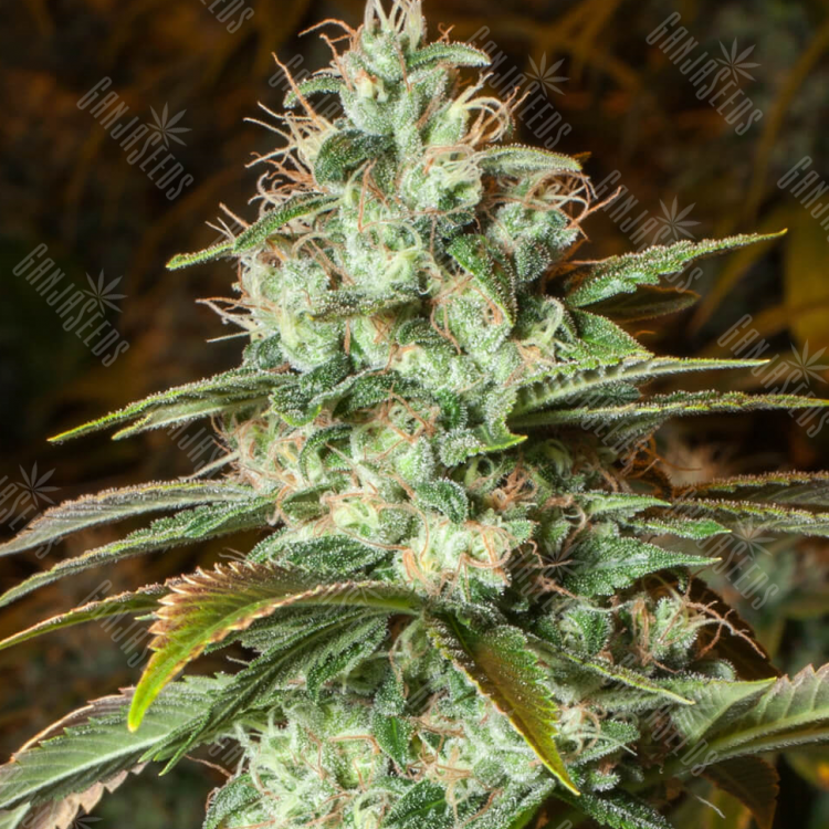 Auto Speedy Gonzales regular Ganja Seeds