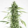 где можно заказать семена конопли Auto Moby Dick XXL feminised Dinafem Seeds