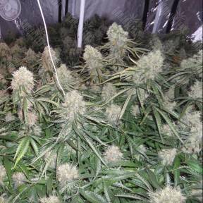 Auto Moby Dick XXL feminised Dinafem Seeds
